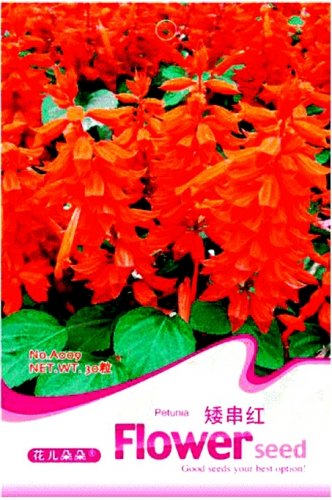 Fresh Scarlet Sage Short Red Salvia Flower 30 Seeds