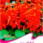 Fresh Scarlet Sage Short Red Salvia Flower 30 Seeds
