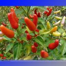 Fresh Hawaii Red Yellow Pod Chili Pepper Seeds 50 Seeds/Pack Edible Friend Collected