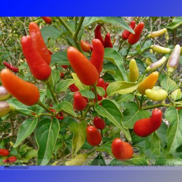Fresh Hawaii Red Yellow Pod Chili Pepper Seeds 50 Seeds/Pack Edible Friend Collected