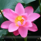 Fresh Red Peach Flower Nelumbo Nucifera Lotus Seeds 1 seeds/pack Red Lotus Flower