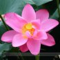 Fresh Red Peach Flower Nelumbo Nucifera Lotus Seeds 1 seeds/pack Red Lotus Flower