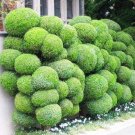 Fresh Juniper Balls Green Seeds