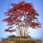 Fresh Heirloom Chinese Xiangshan Red Maple Tree Seeds 20 Seeds / Pack Tree