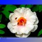 Fresh Fu Yin White Pink Peony Seedling Flower Seeds 5 Seeds Fragrant Flowers