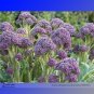Fresh English Purple Sprouting Broccoli Early Brassica Oleracea 50 Seeds