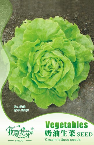 Fresh 120 Seeds/Pack Cream Lettuce Seeds Butter Head Little Gem Natural Vegetable Seed
