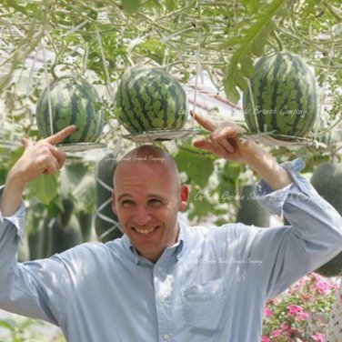 Fresh Sweet Big Round Red Watermelon Tree F2 Seeds 20 Seeds Edible Fruit