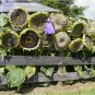 Fresh Mongolian Giant Sunflower Seeds 20 Seeds heirloom edible sunflowers