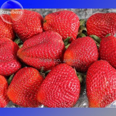 Fresh Fragaria Ananassa Huge Strawberry Fruits 100 Seeds heirloom fruits E3562