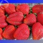 Fresh Fragaria Ananassa Huge Strawberry Fruits 100 Seeds heirloom fruits E3562