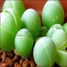 Fresh 20 Seeds/Pack Exterior Loveliness Gibbaeum Heathii Flowering