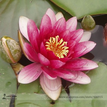 Fresh Heirloom Purple Red Water Lily Seeds 1 Seed / Pack Water Nymph Balcony