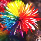 Fresh Cute Rainbow Chrysanthemum Livingstone China Aster Seeds 100 Seeds flowers