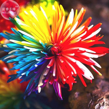Fresh Cute Rainbow Chrysanthemum Livingstone China Aster Seeds 100 Seeds flowers