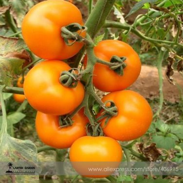 Fresh Heirloom Organic Yellow Truss Tomato Middle sized Fruits Seeds Tasty Juicy Sweet