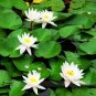 Fresh 1 Professional Pack 1 seed / pack Mini Purely White Lotus Flower Seeds