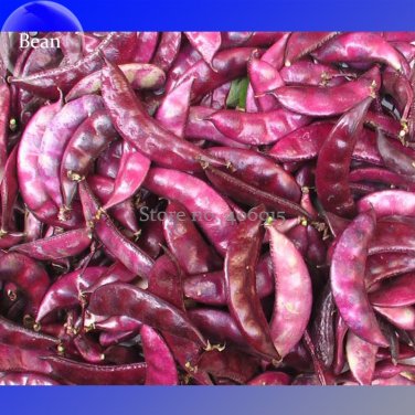 Fresh Ruby Moon Red Hyacinth Bean Seeds 8 Seeds organic vegetables E3577
