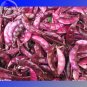 Fresh Ruby Moon Red Hyacinth Bean Seeds 8 Seeds organic vegetables E3577