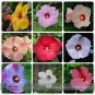 Fresh Hibiscus Moscheutos Mixed 9 Colors Mallow Rose Flower 20 Seeds