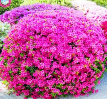 Fresh Azalea Rhododendron Purple Seeds