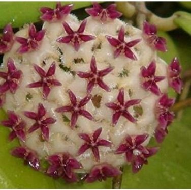 Fresh Hoya Potted Milky White with Purple Seeds