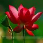 Fresh 1 Professional Pack 1 seed / pack Super Red Lotus Nelumbo Nucifera Flower Seed