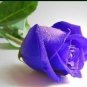 Fresh 1 Professional Packs 500 Seeds/Pack Pure and Fresh Purple Rose Seeds