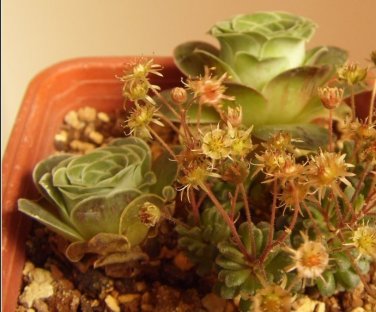 Fresh 1 Professional Pack 10 Seeds/Pack Green Greenovia Aurea Seeds