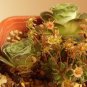 Fresh 1 Professional Pack 10 Seeds/Pack Green Greenovia Aurea Seeds