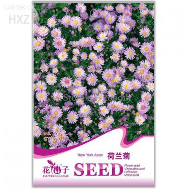 Fresh York Aster Flower Seeds 50 seeds patio seasons to flower seeds