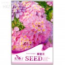 Fresh Candytuft Seeds Iberis Amara Room Flower Bee Seeds 50 seeds flower seeds flowers