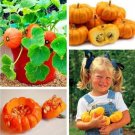 Fresh Rare Mini Pumpkin Seeds