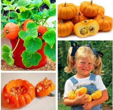 Fresh Rare Mini Pumpkin Seeds