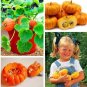 Fresh Rare Mini Pumpkin Seeds