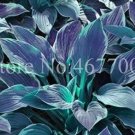 Fresh Hosta Grayish White Blue Green with Purple Seeds