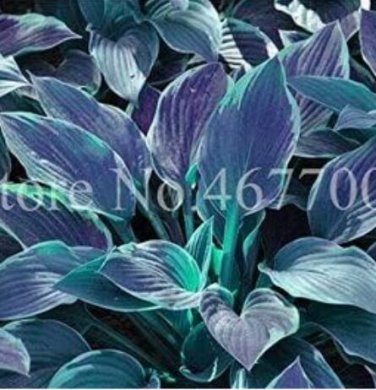 Fresh Hosta Grayish White Blue Green with Purple Seeds