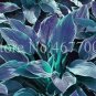 Fresh Hosta Grayish White Blue Green with Purple Seeds