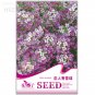 Fresh White Spice Snowball Flower Seeds 50 seeds quality flower seeds flower seeds