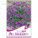 Fresh Adaptable Violet Queen Flower Seeds Original Package 40 seeds flower flowers