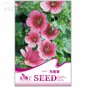 Fresh Malope Trifida Flower Seeds 30 seeds ornamental flowers