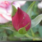 Fresh Red Rose Bud Flowers 50pcs/Pack Light Fragrant Smell GoodBodies Seeds