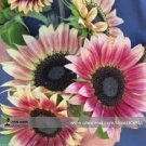 Fresh Cherry Rose Hybrid Dark Red Sunflower Seeds 20 Seeds / Pack Flowers