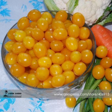 Fresh Trusses Ildi Yellow Cherry Tomato 100 seeds Carry Up to 80 Pear Shaped Fruit