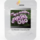Fresh Pericallis Hybrida Different Florists Cineraria Hardy Flower Seeds 50 Seeds