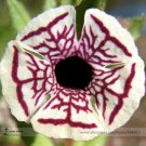 Fresh Calico Monkey Flower Mimulus Pictus 100 seeds Creamy white Rounded Petals