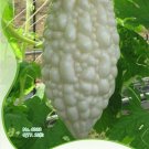 Fresh 10 Seeds White Ultra Bitter Melon Bitter Gourd Beauty Winner A Must Have Variety