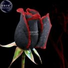 Fresh Amazingly Black Rose Flower with Red Edge Seedling Seeds approx 50 Seeds/Pack