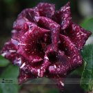 Fresh approx 50 Seeds / Pack Memphis Music American Rose Shrub Flower Seed