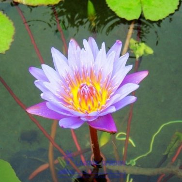 Fresh 1 Seeds Blue Lotus Flowers Nymphaea Caerulea Asian Water Lily Pad Flower